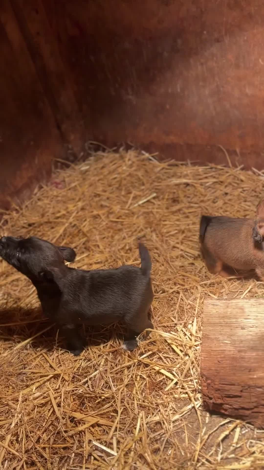 Patterjack dogs for sale: Gorgeous Terrier Pups For Sale - Video 1