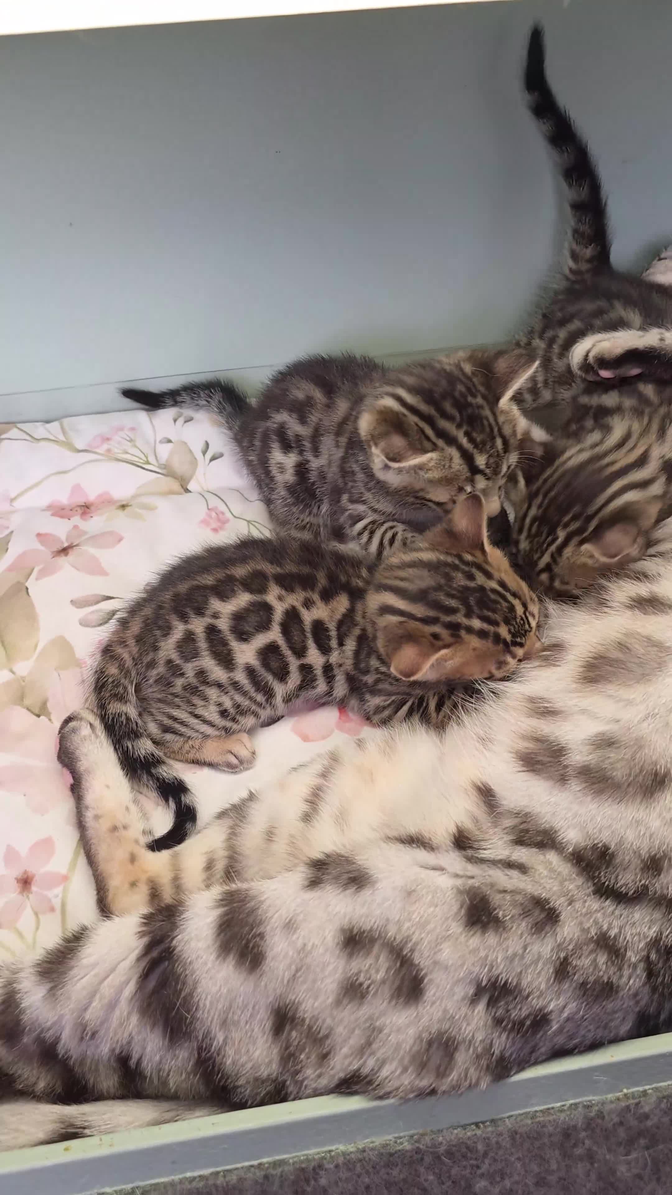 Bengal cats for sale: BABETTE-LAST available girl from the litter-TICA  - Video 3