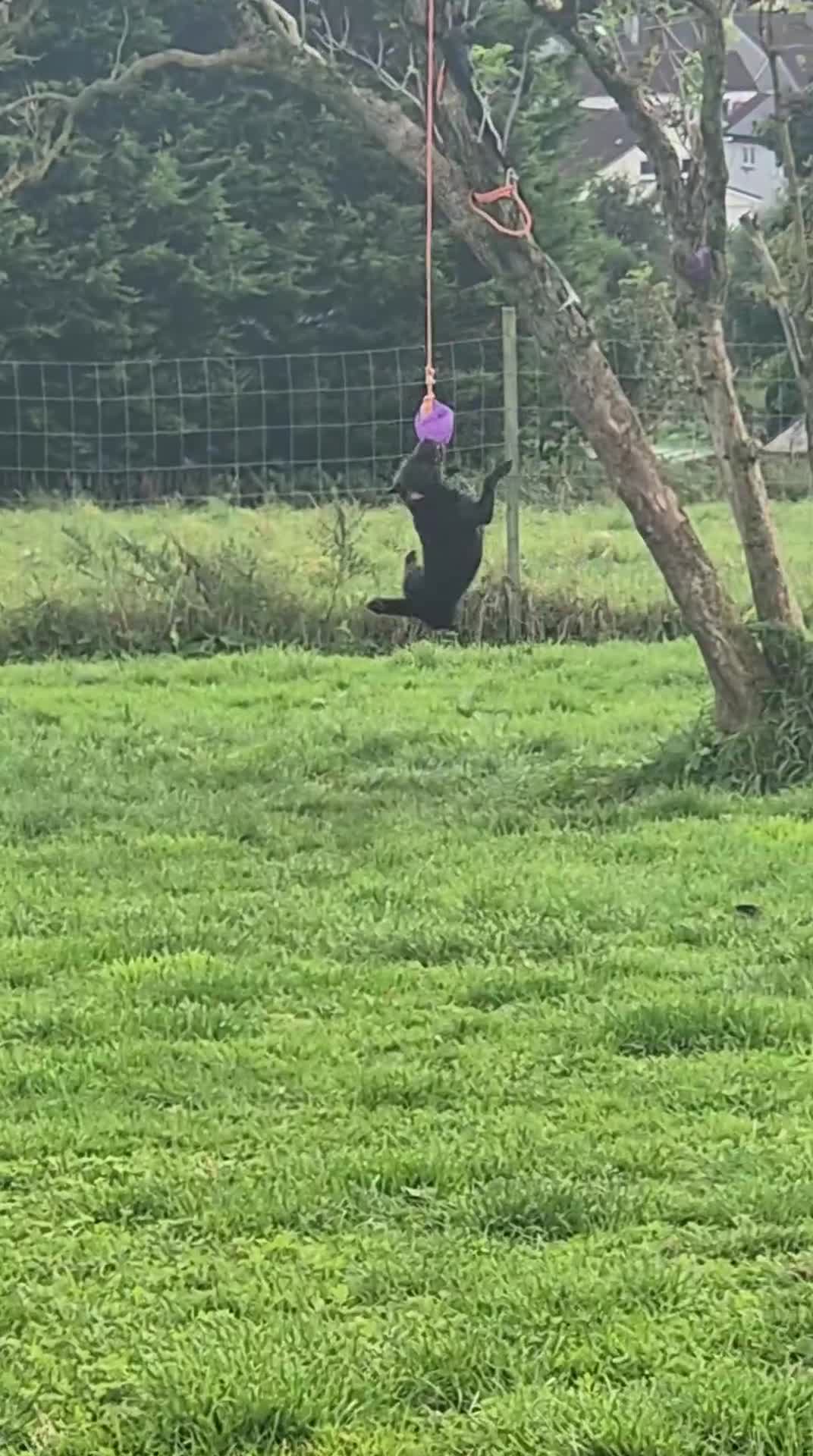 Mixed Breed dogs for sale: Dougal/patterdale terrier  - Video 1