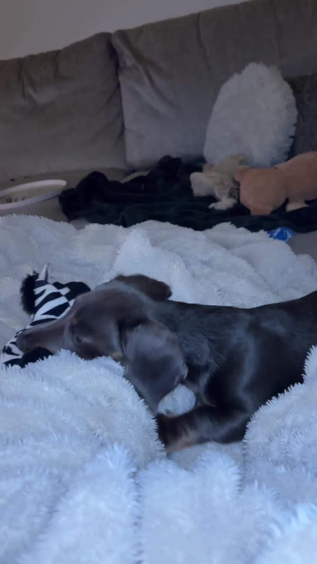 Miniature Dachshund dogs for sale: “Miniature dachshund”  - Video 1