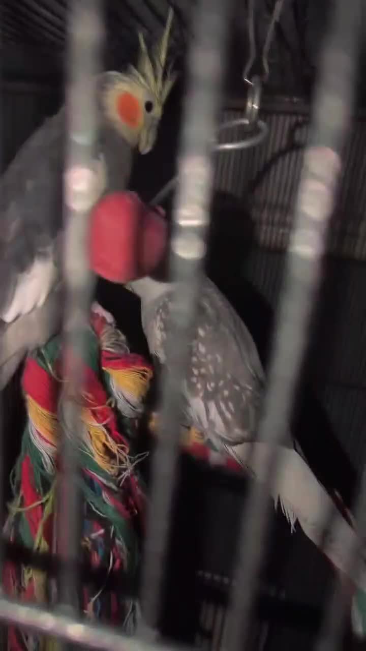Cockatiels birds for sale: Pair of Cockatiels - Video 1