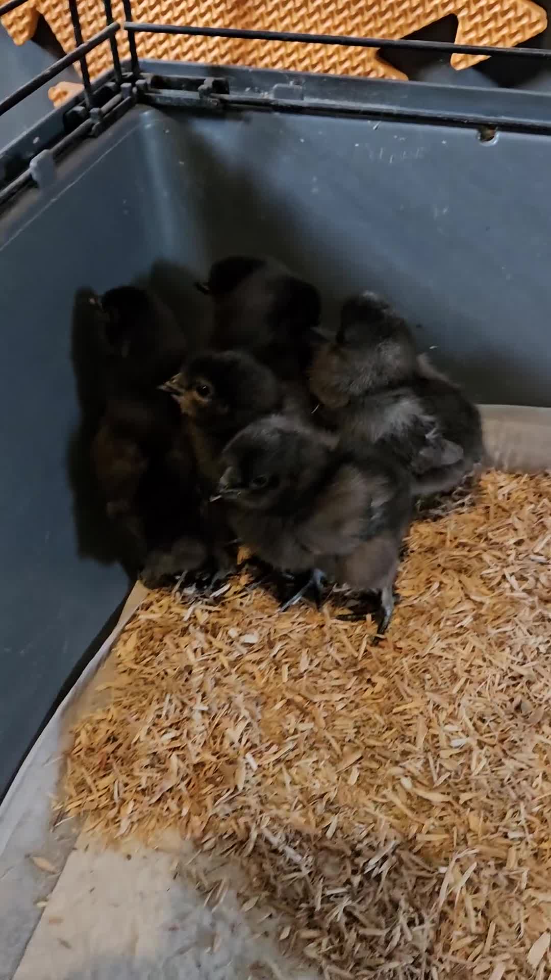 Chickens poultry for sale: Pekin/ tuftie chick's  in Spennymoor - Video 4