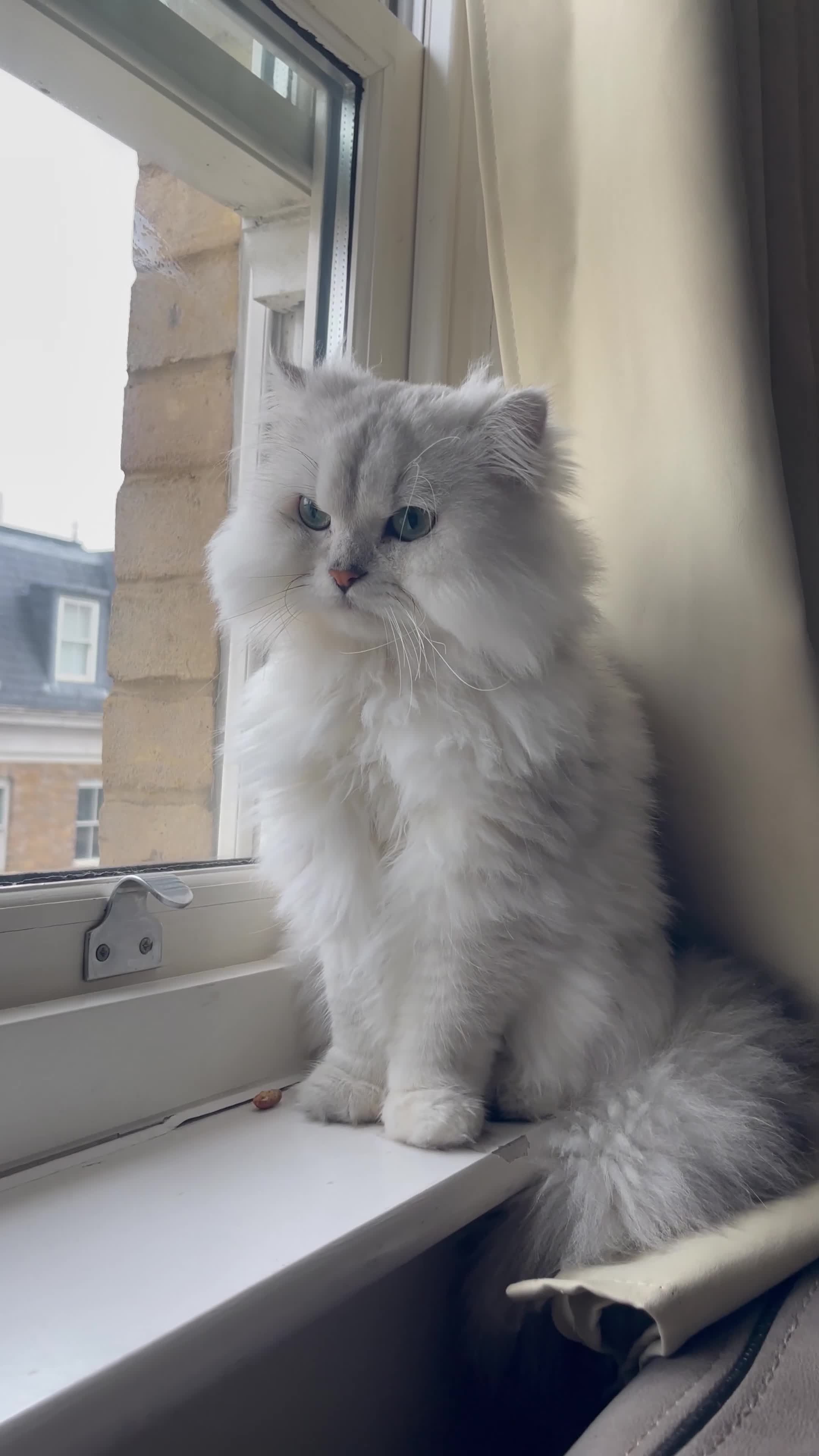 Persian cats for stud: One of a kind Persian Chinchilla - Romeo in London - Video 3