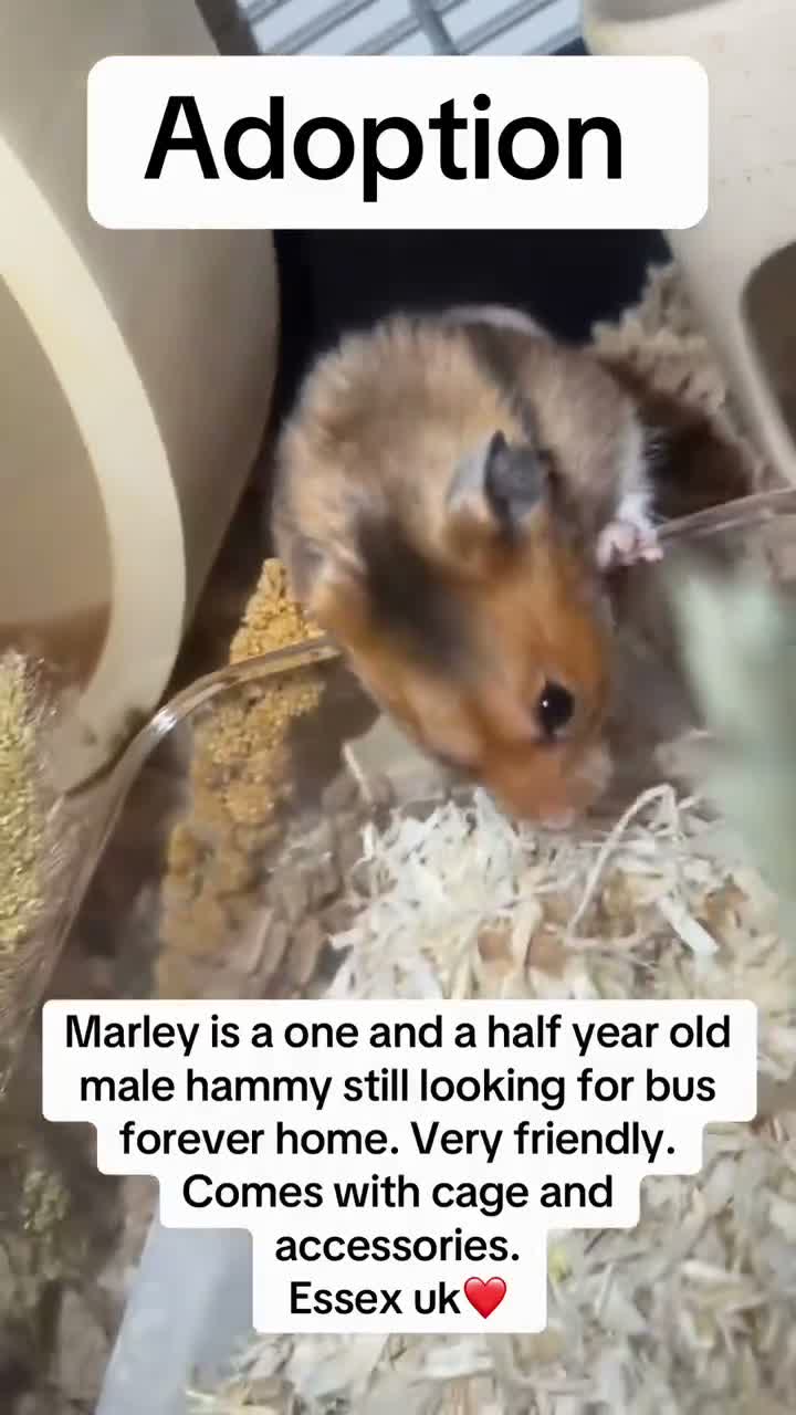 Hamster rodents for sale: Male Syrian  in Clacton-on-Sea - Video 1