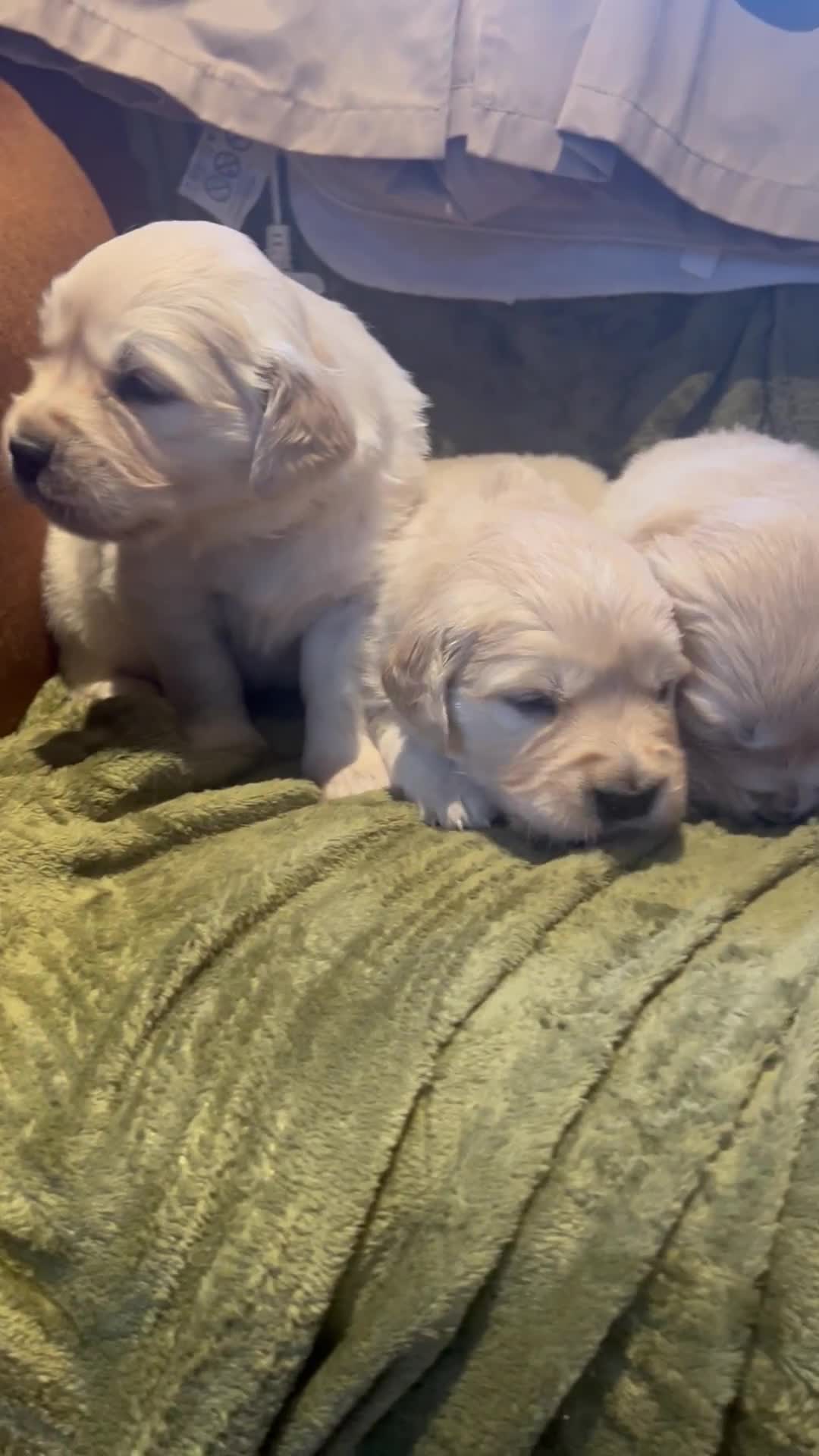 Golden Retriever dogs for sale: Big Boned Golden Retriever 07983316257 - Video 4