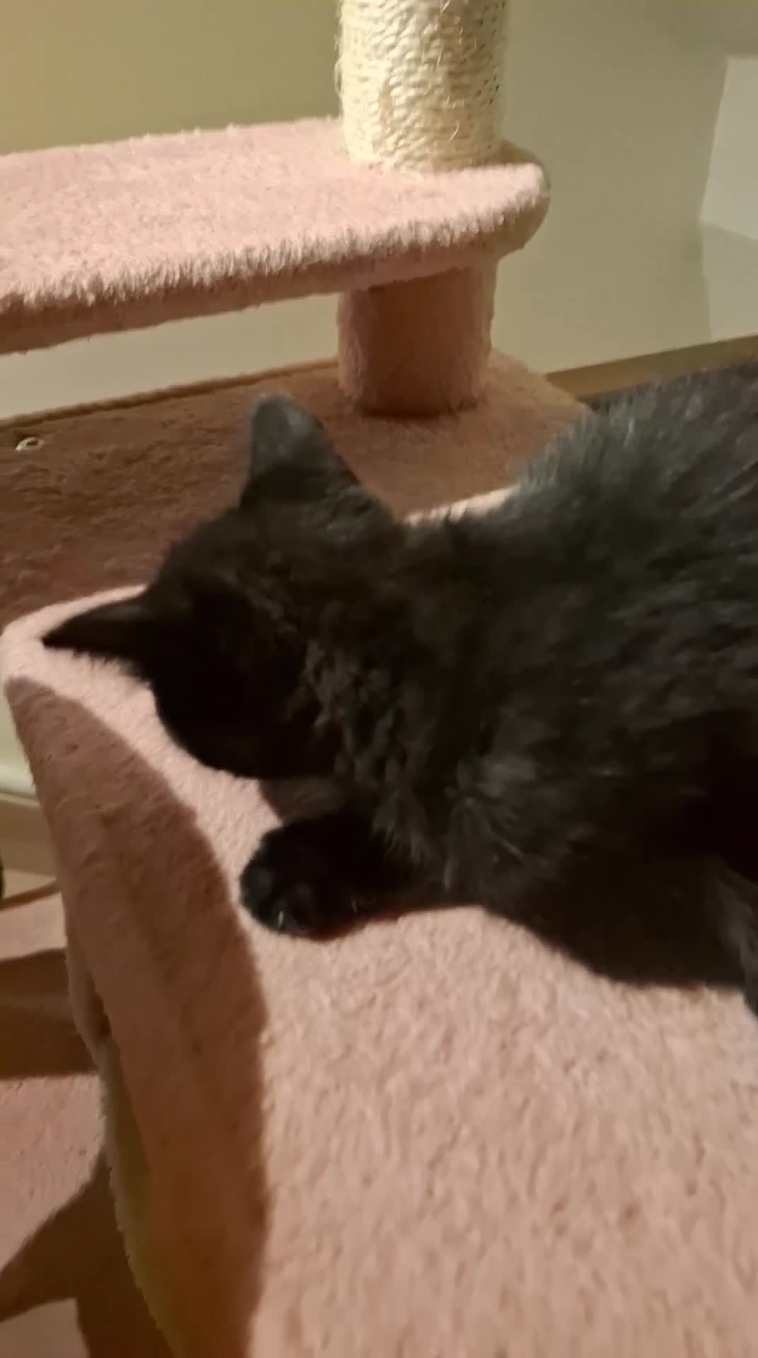 Brazilian Shorthair cats for sale: Kitten girl  - Video 1