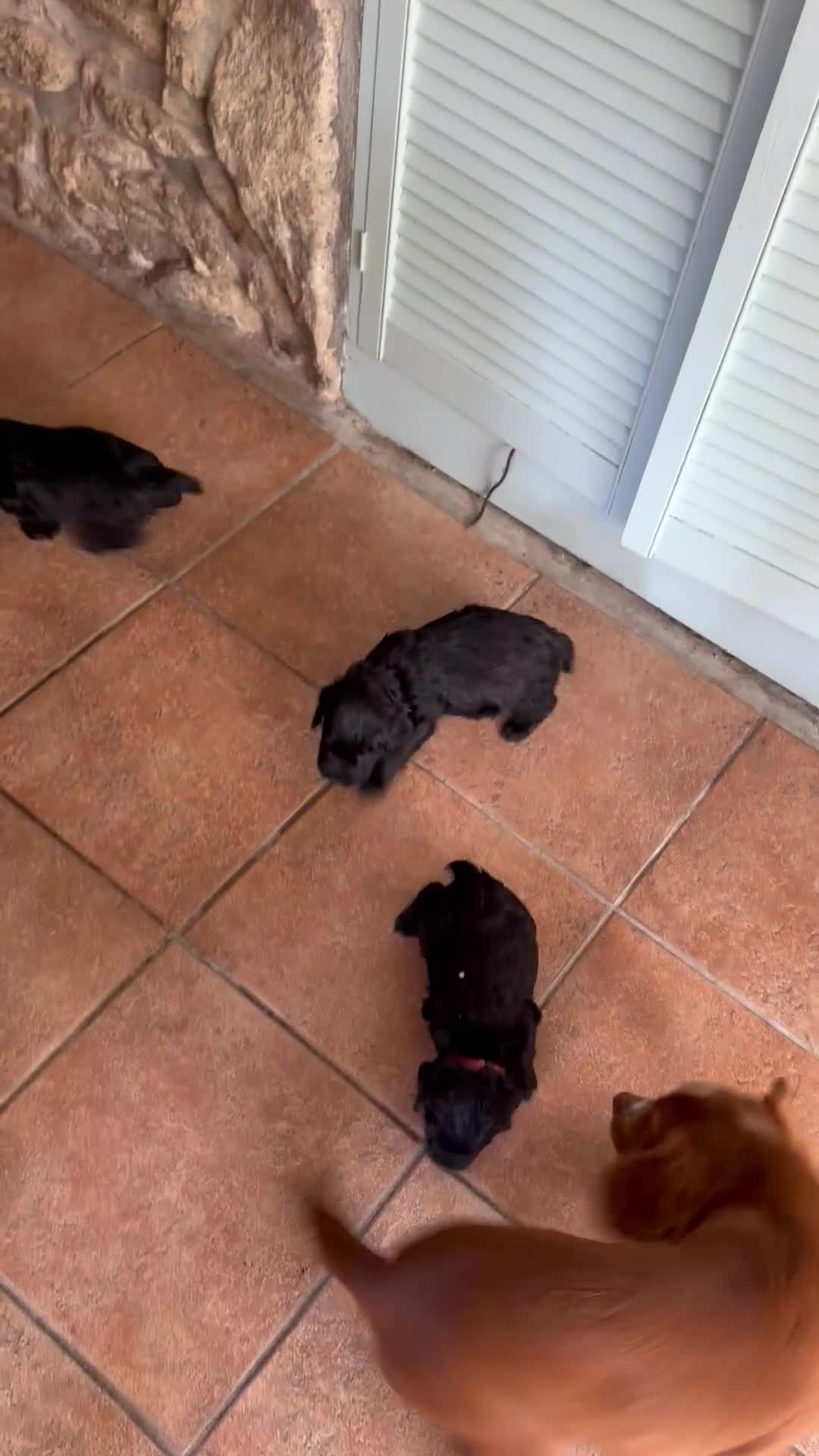 Cocker Spaniel dogs for sale: KC Cocker Spaniel  in Camborne - Video 1