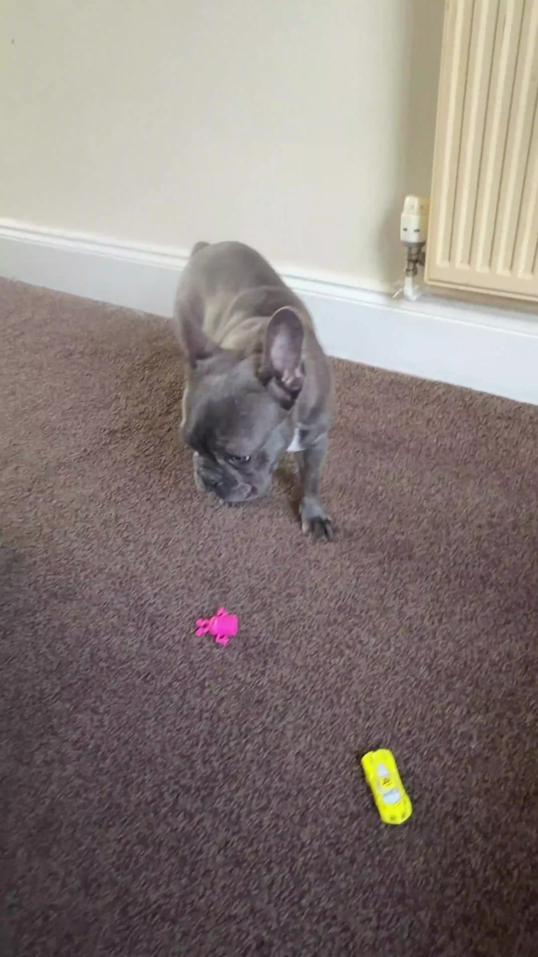 French Bulldog dogs for sale: Female french bulldog in Lincoln - Video 1
