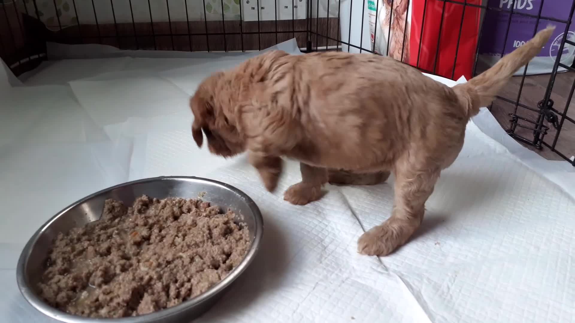 Mixed Breed dogs for sale: 1 boy and 1 girl left - Video 2
