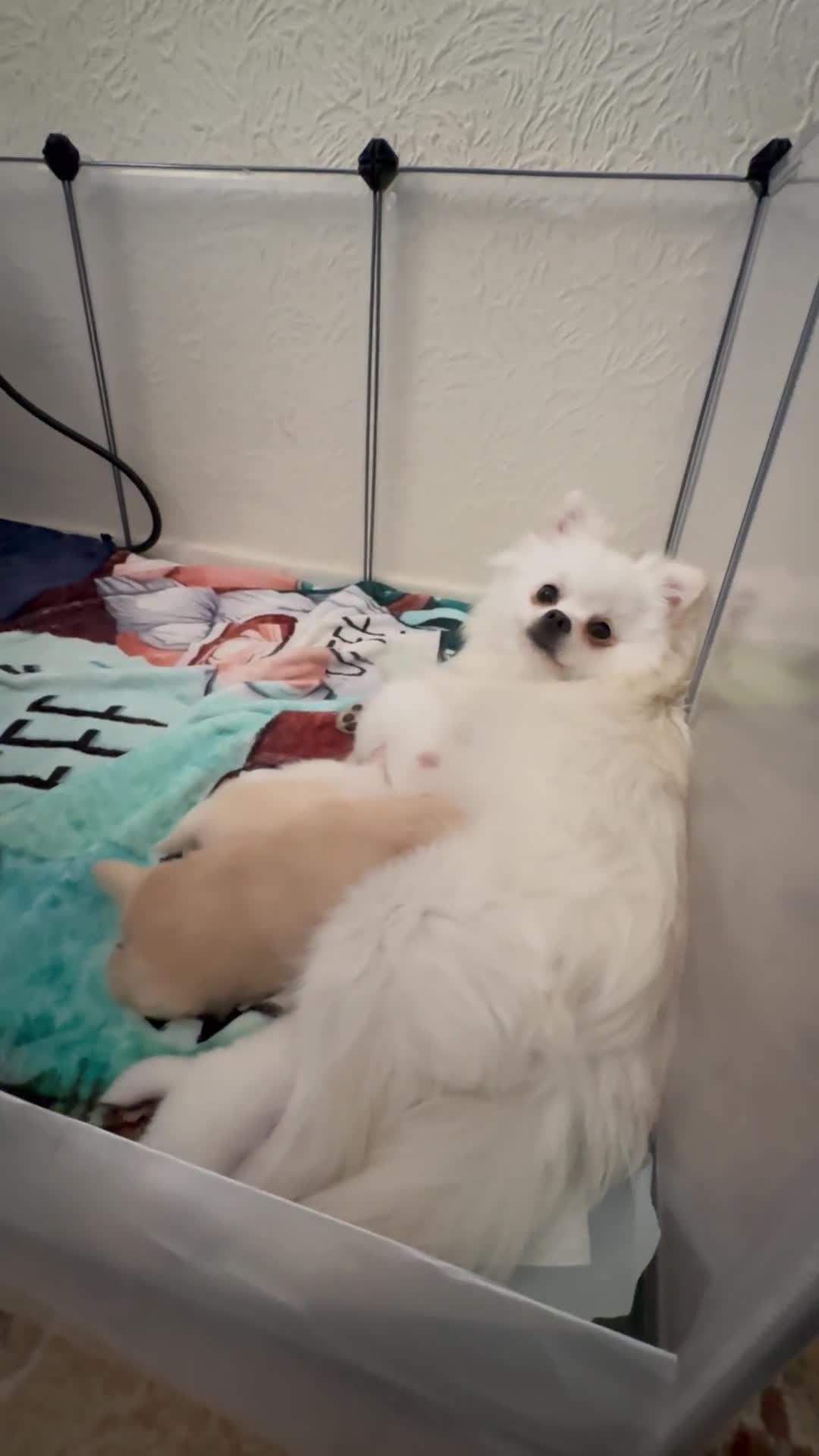 Pomeranian dogs for sale: 3 Gorgeous Pomeranian Puppies-Ready for New Homes - Video 1