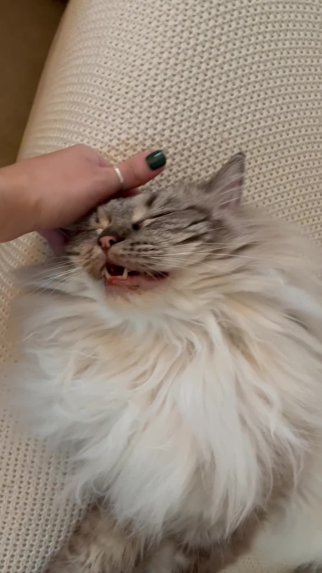 Ragdoll cats for sale: Stunning Ragdoll looking for a loving home 💕 - Video 1