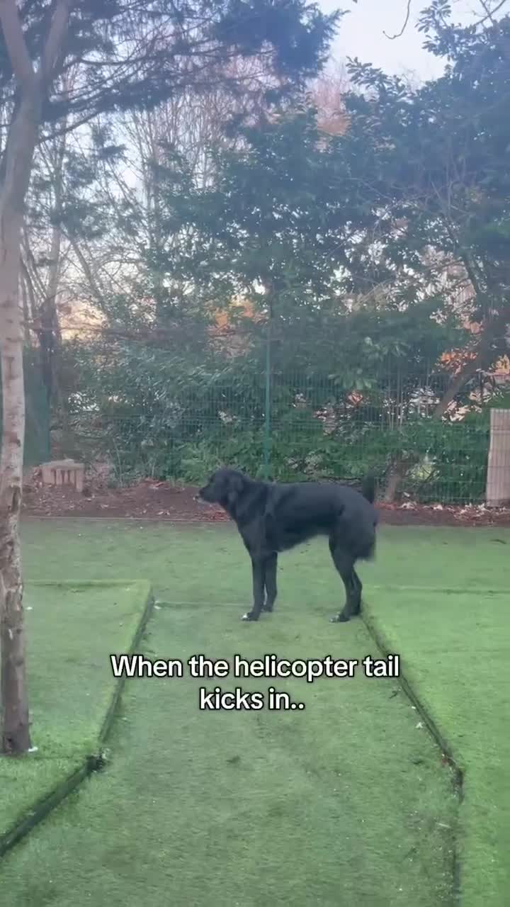 Mixed Breed dogs for adoption: Miss Roo needs to be rescued - Video 5