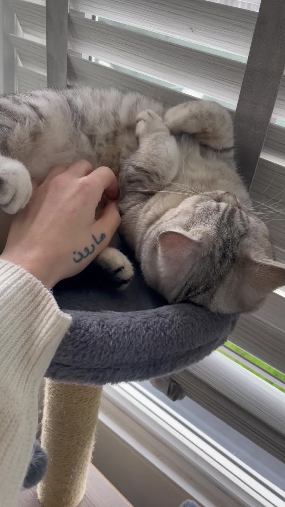 British Shorthair cats for sale: British shorthair female  - Video 1