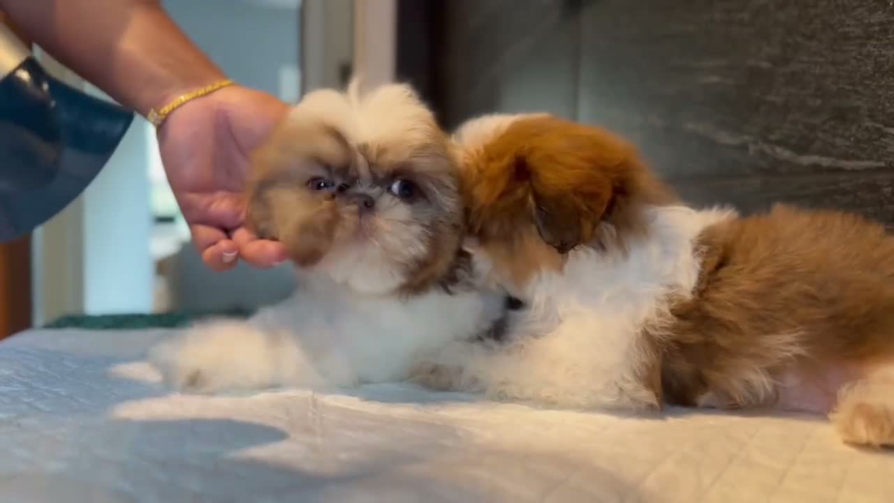 Shih Tzu dogs for sale: Highly Pedigreed (Pink Nose) Shih Tzu Puppies - Video 1