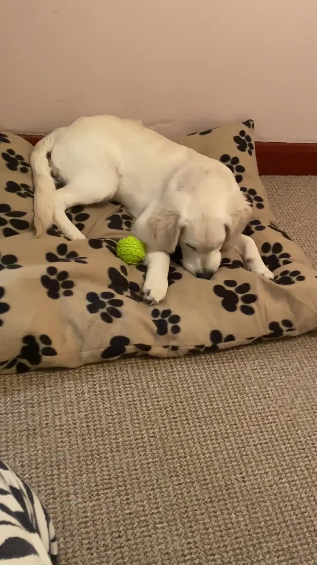 Golden Retriever dogs for sale: Rambo the retriever ❤️ - Video 4