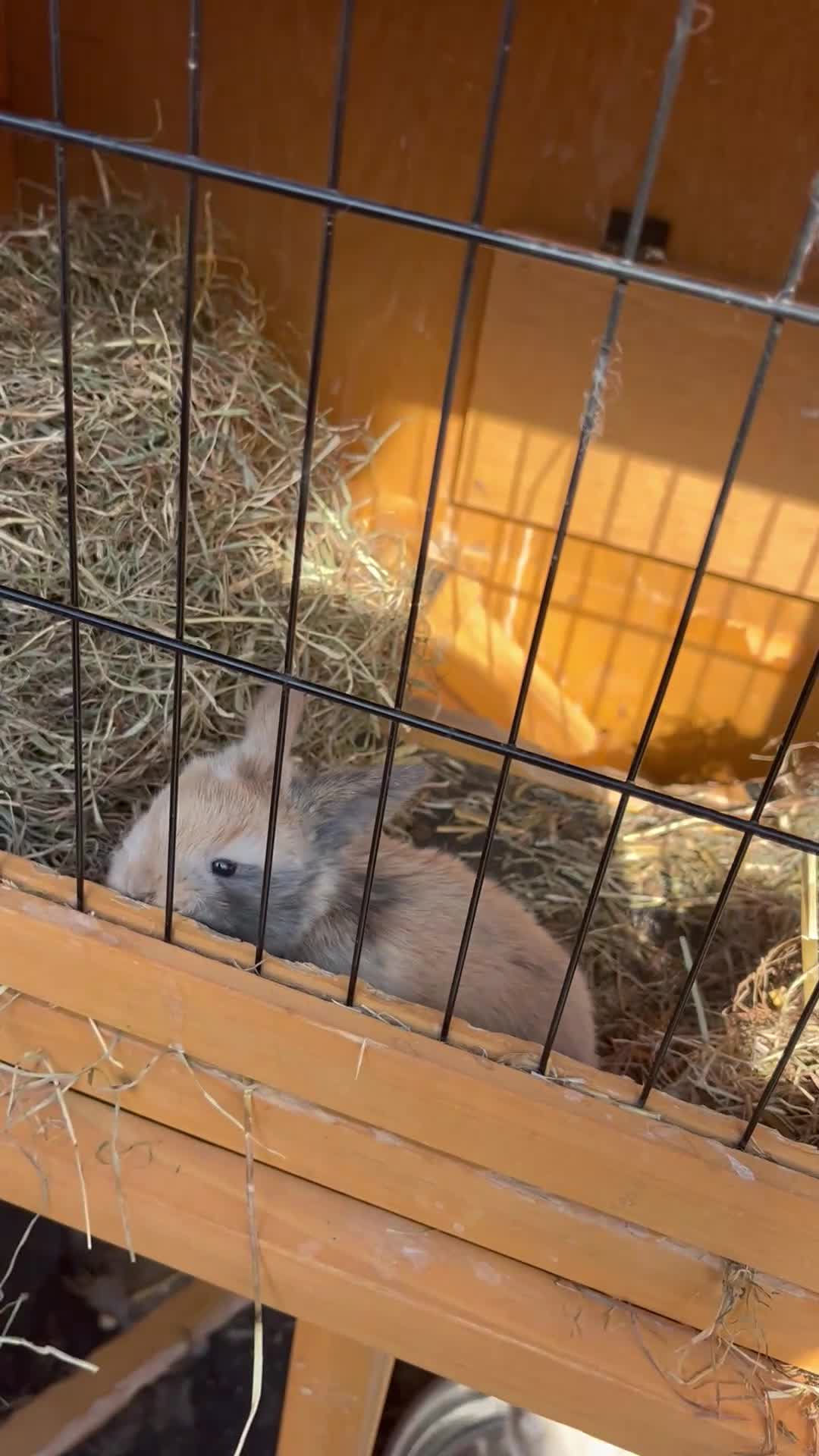 Mini Lop rabbits for sale: Late Spring babies - Video 1