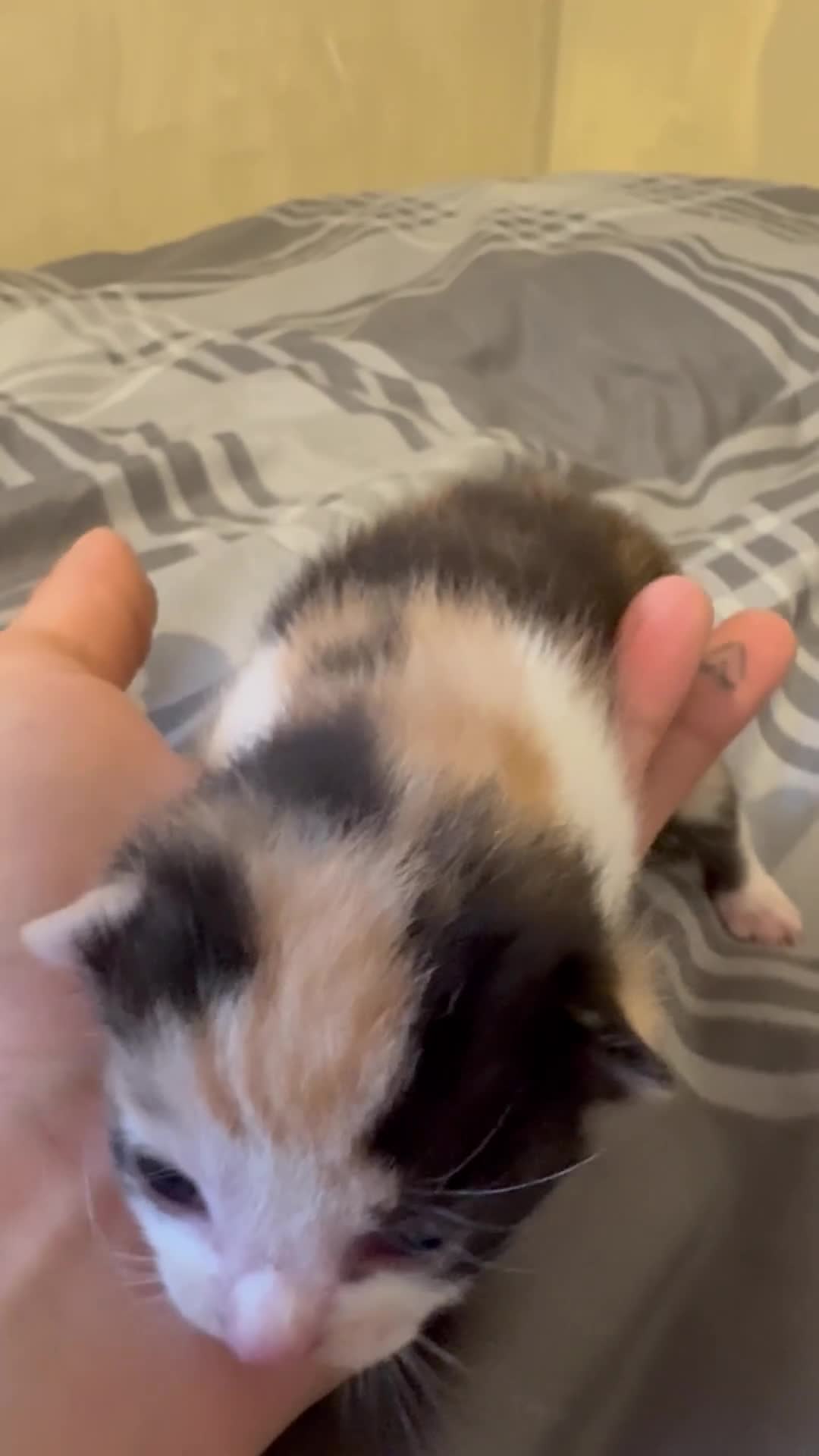 Mixed Breed cats for sale: Kittens  - Video 1