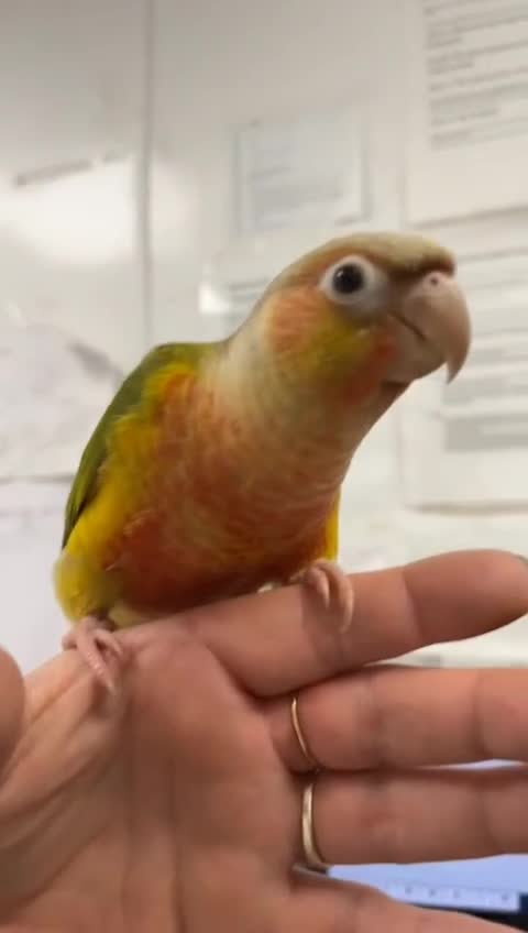 Conures birds for sale: Hand reared conure  in Brecon - Video 1