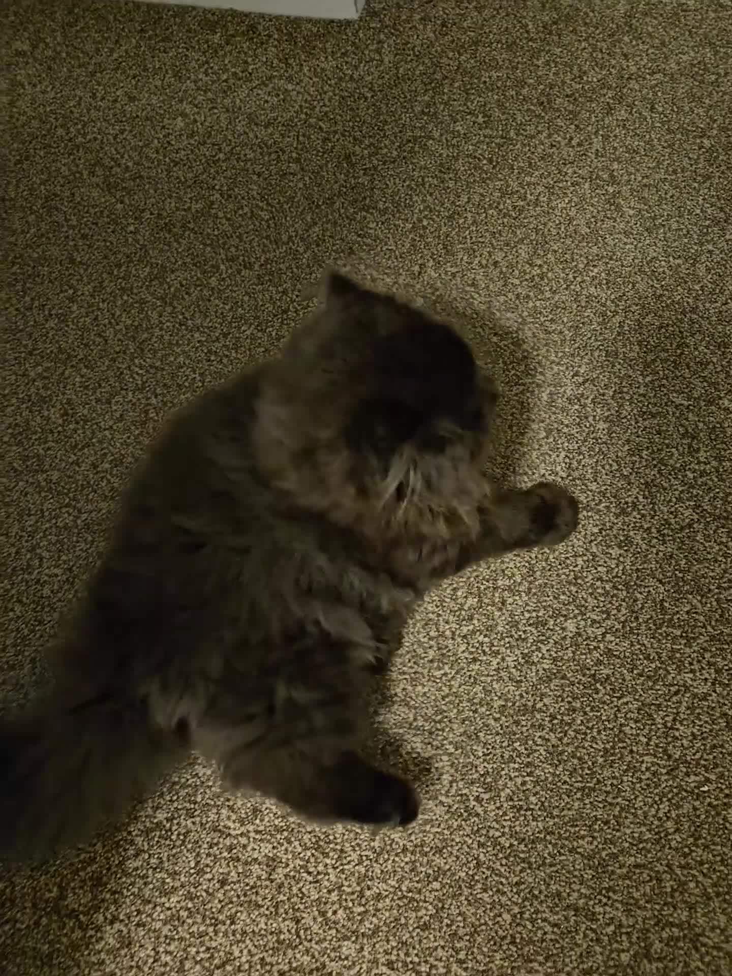 Persian cats for sale: Stunning Persian girl  - Video 1