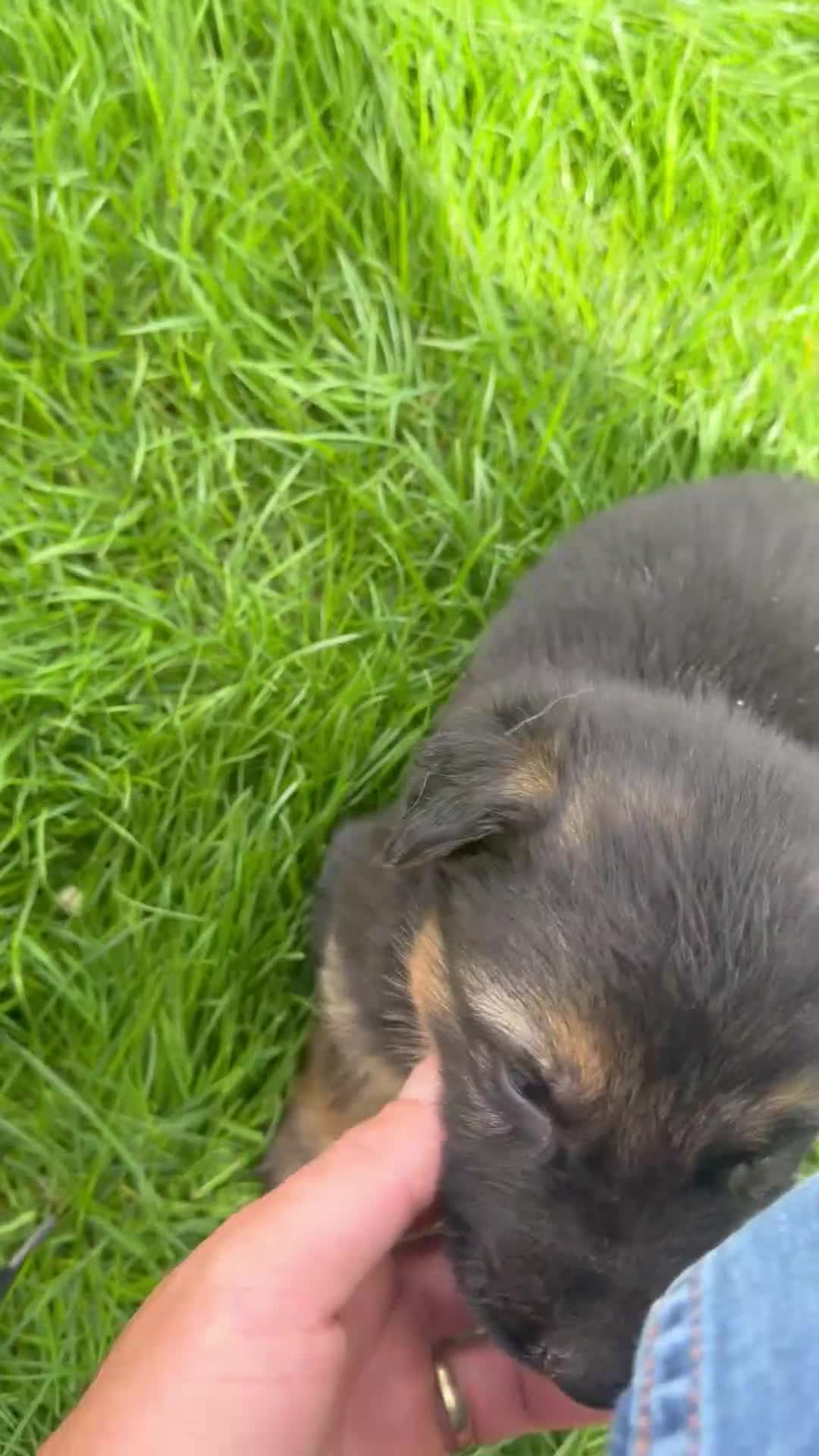German Shepherd dogs for sale: German Shepard  - Video 1