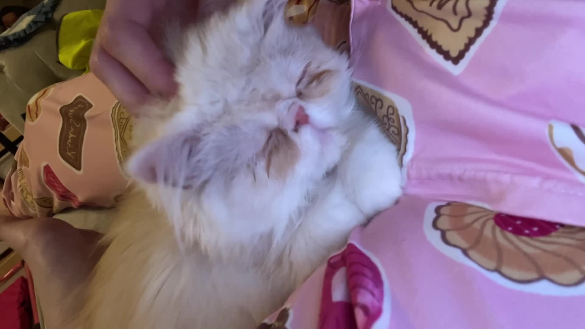 Persian cats for sale: Persian boy - Video 1