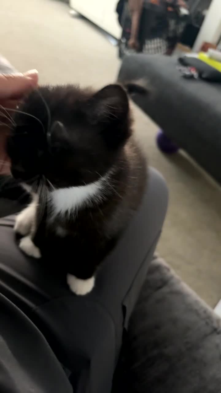 Domestic Shorthair cats for sale: Beautiful little kitten  - Video 1