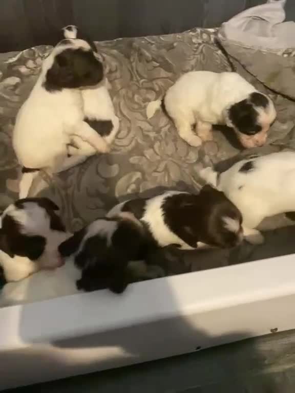 Cockapoo dogs for sale: Cockapoo F1 puppies  - Video 3