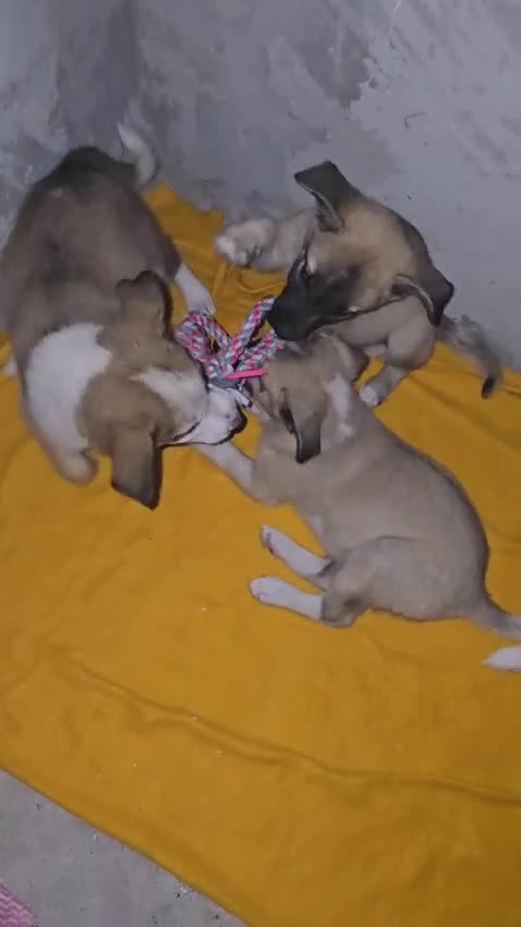 Mixed Breed dogs for adoption: ❤️🐾TITTO  THIS TIME, HIS HOME MUST BE FOREVER🐾❤️ - Video 3