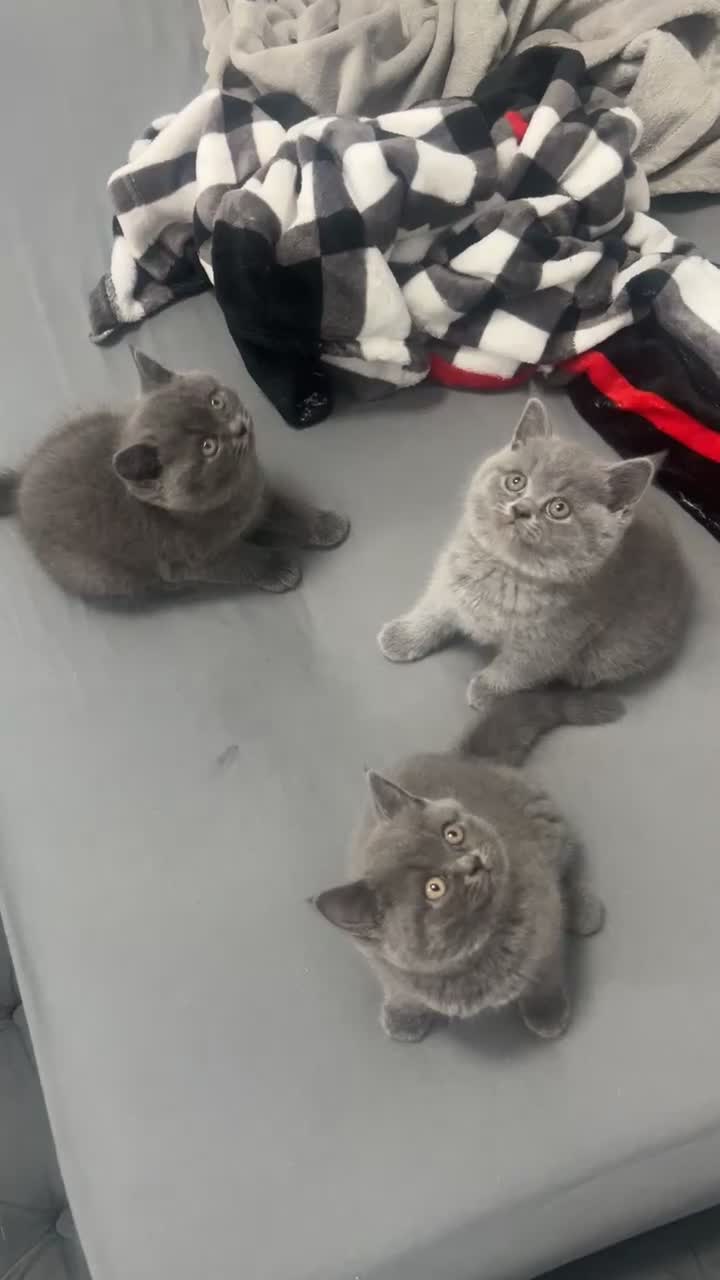 British Shorthair cats for sale: British Short hair kittens for Sale  - Video 1