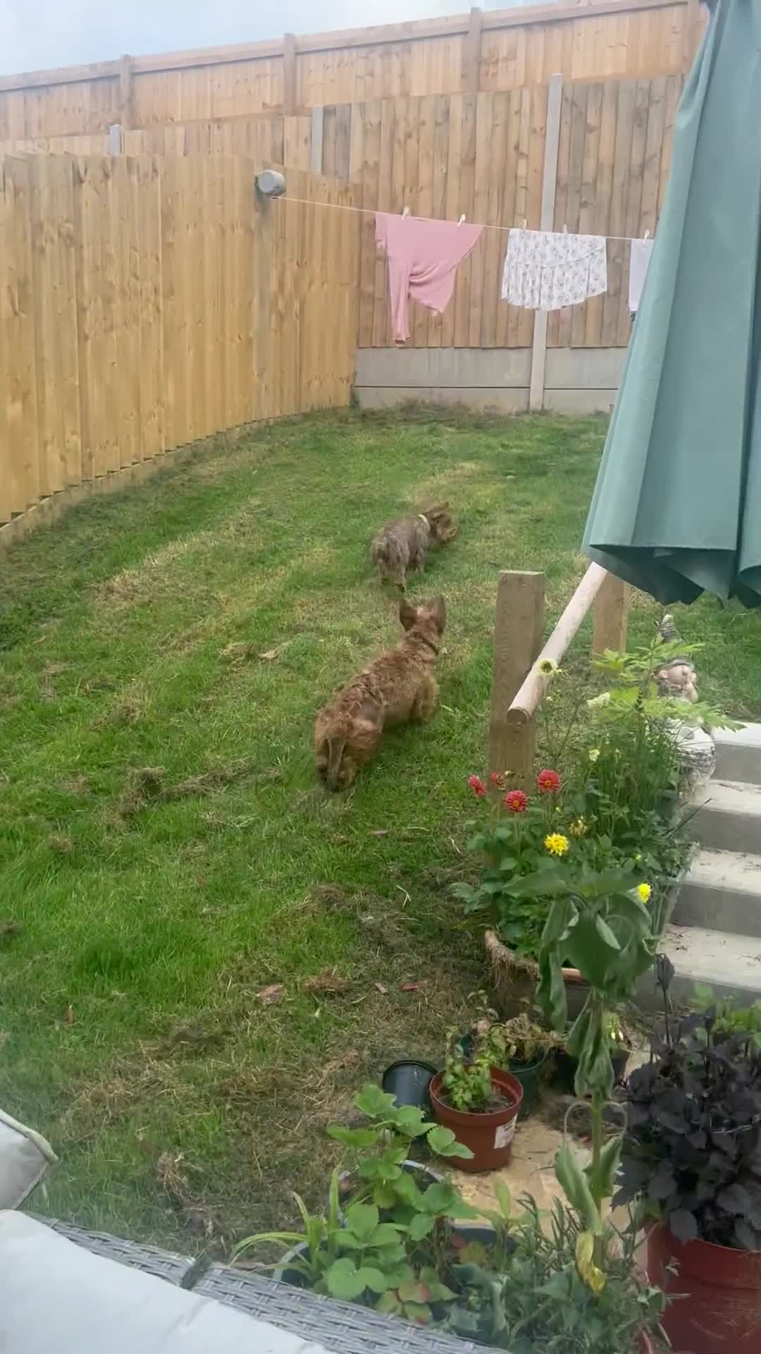 Dachshund dogs for sale: Wire hair Pups Pending - Video 1