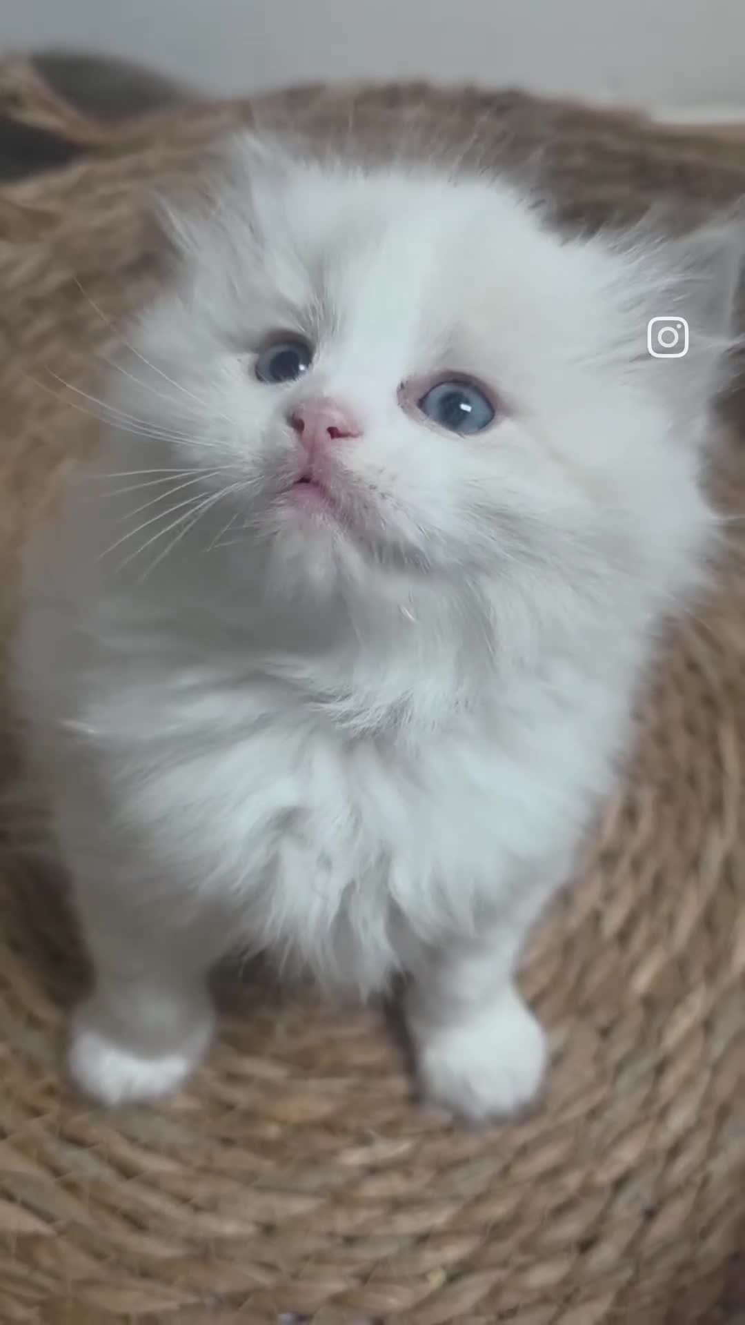 Ragdoll cats for sale: GCCF registered Ragdoll kittens  - Video 1