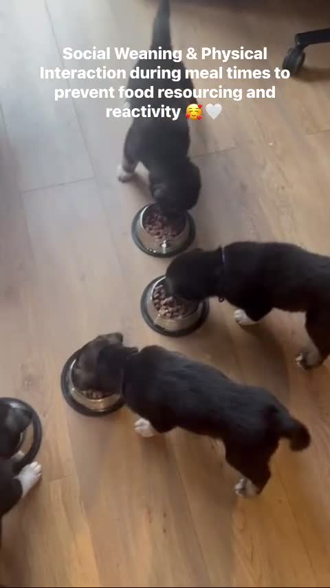 Shepsky dogs for sale: Outstanding Family-Raised Puppies - Video 1