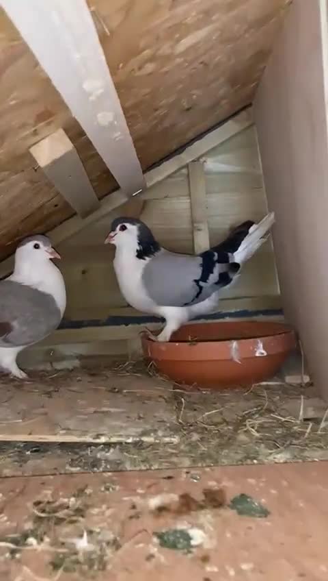 Pigeons birds for sale: Pure Pakistani Lahore Pigeons - Video 1