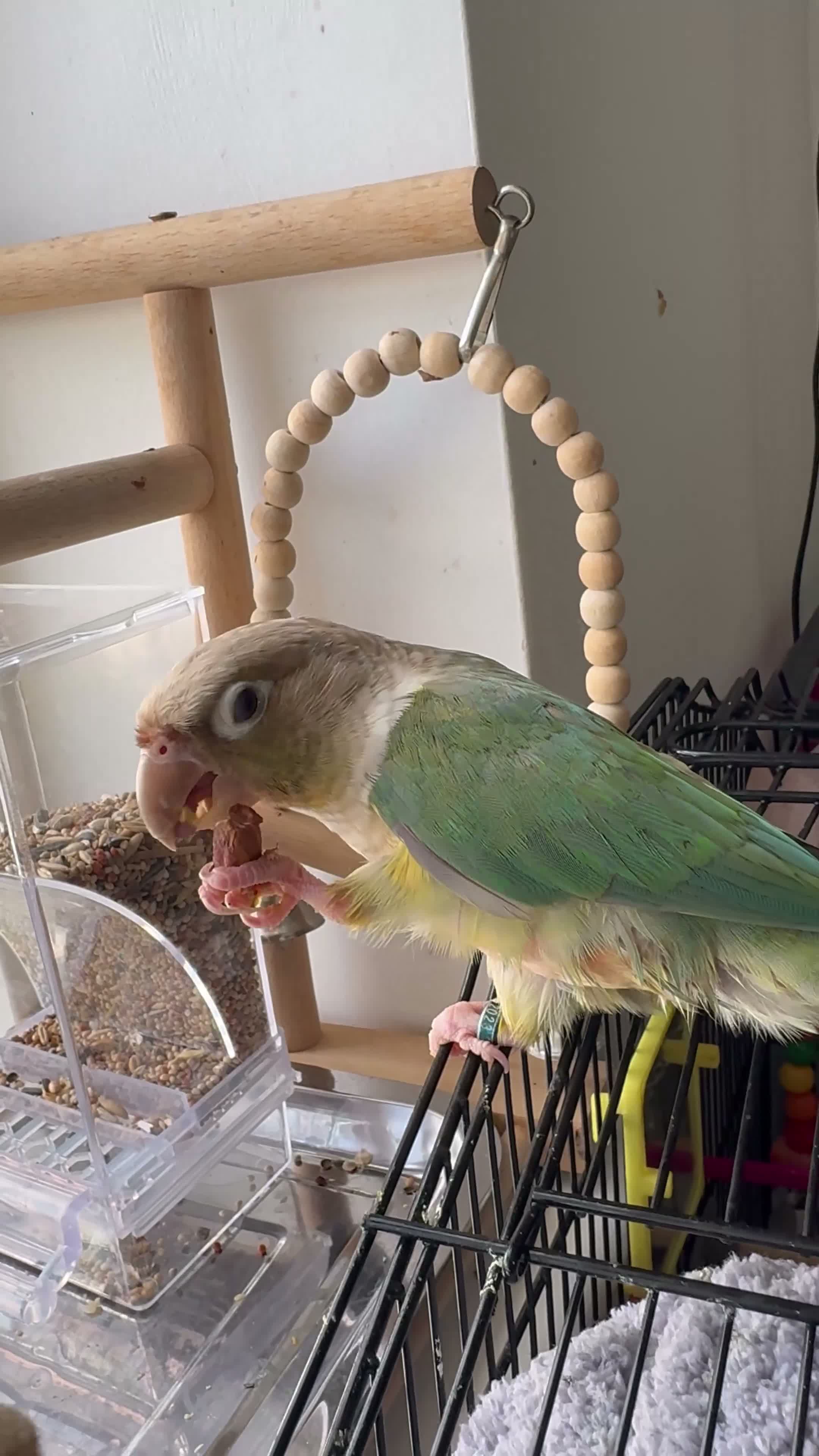 Conures birds for sale: Conure  in London - Video 1