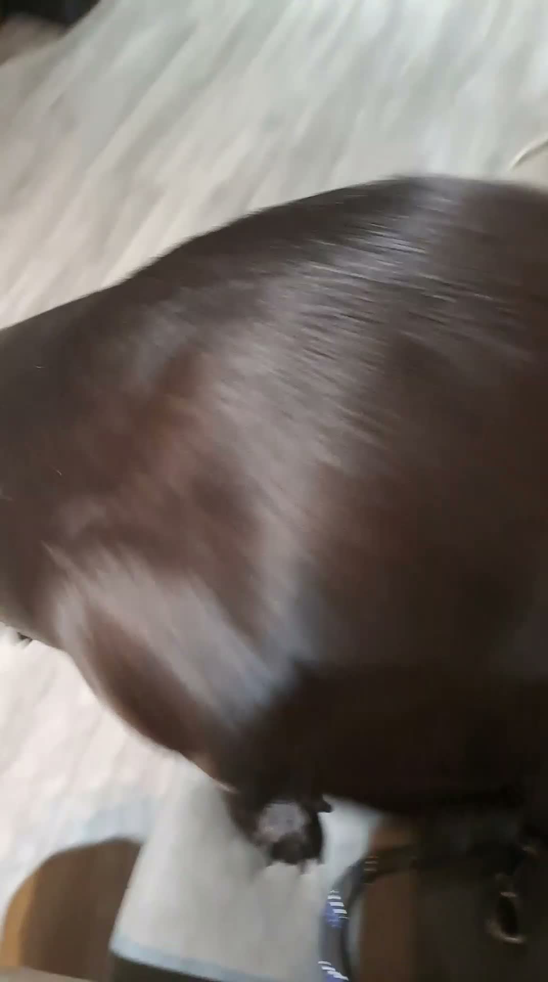 Mixed Breed dogs for sale: Bella age 1 and half  in Dudley - Video 1