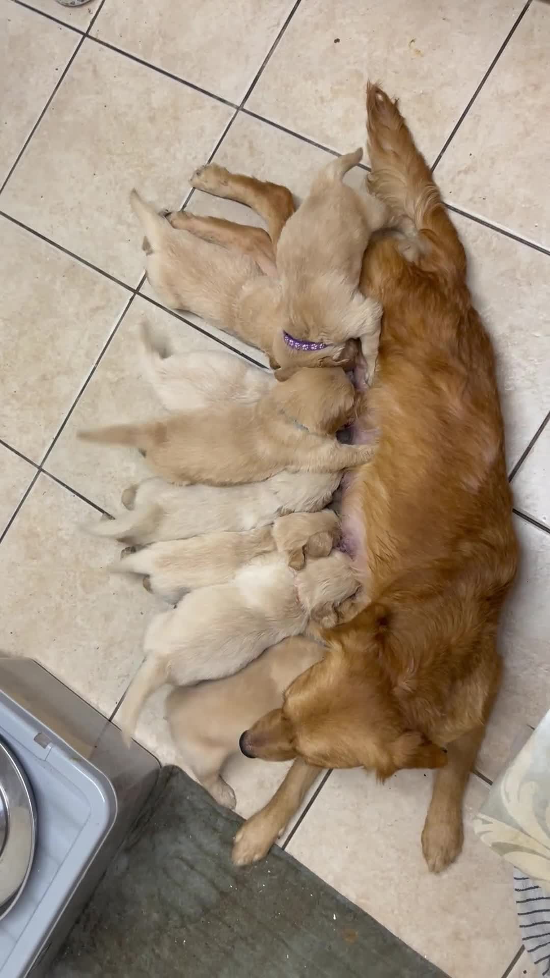 Golden Retriever dogs for sale: 8 Beautiful golden retrievers puppies for sale ❤️ - Video 1