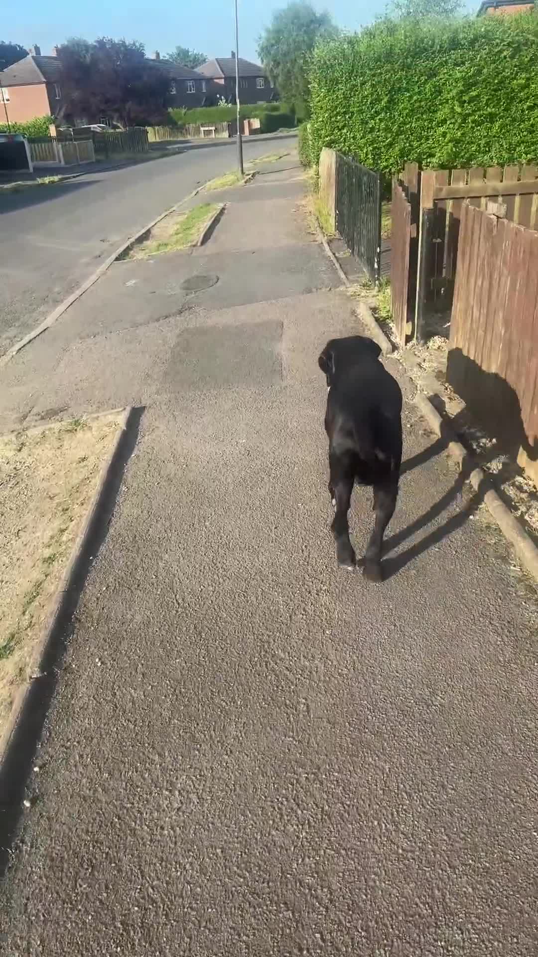 Cane Corso dogs for sale: Klaus the cane corso - Video 5