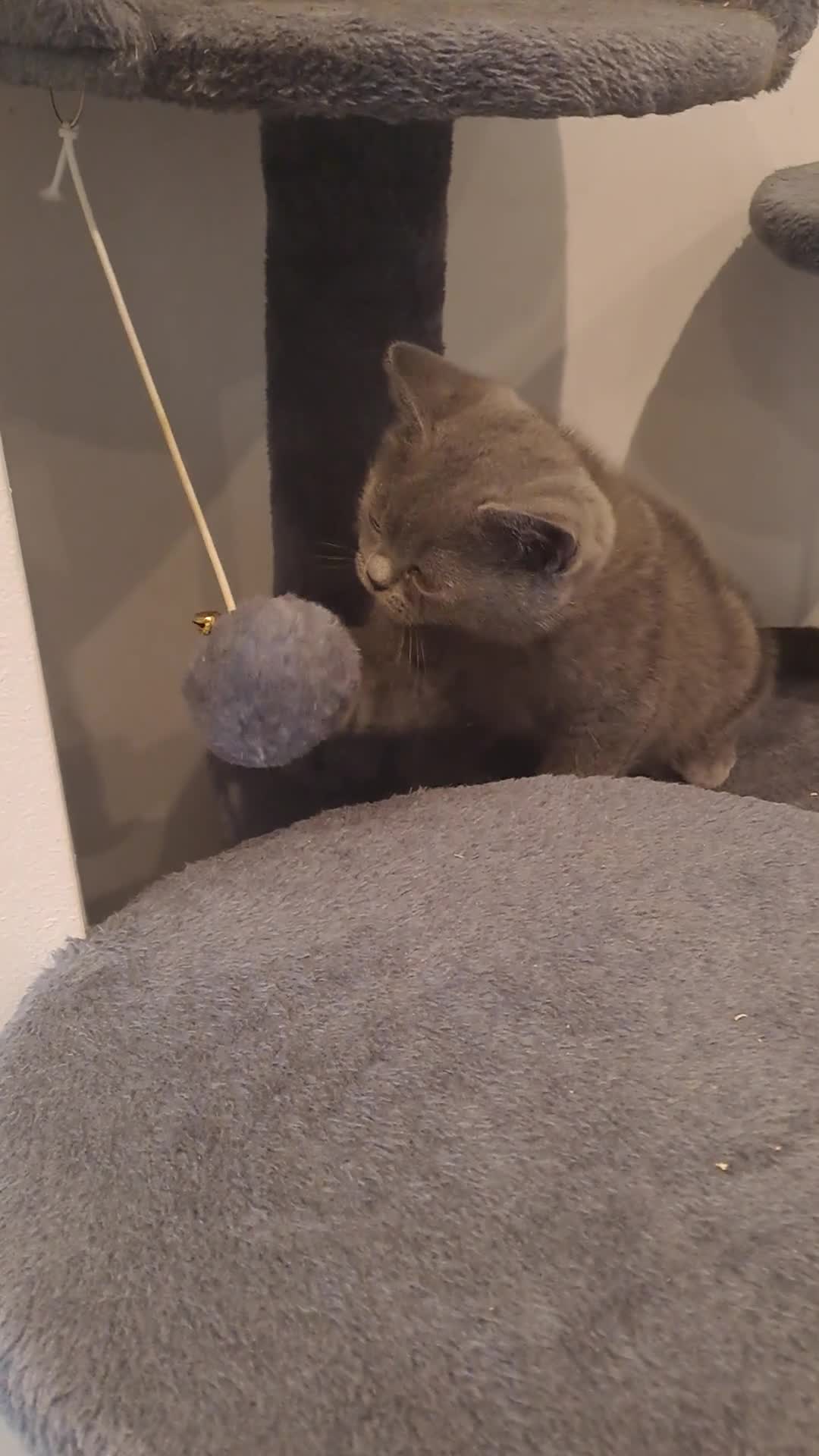 British Shorthair cats for sale: British Shorthair  - Video 2