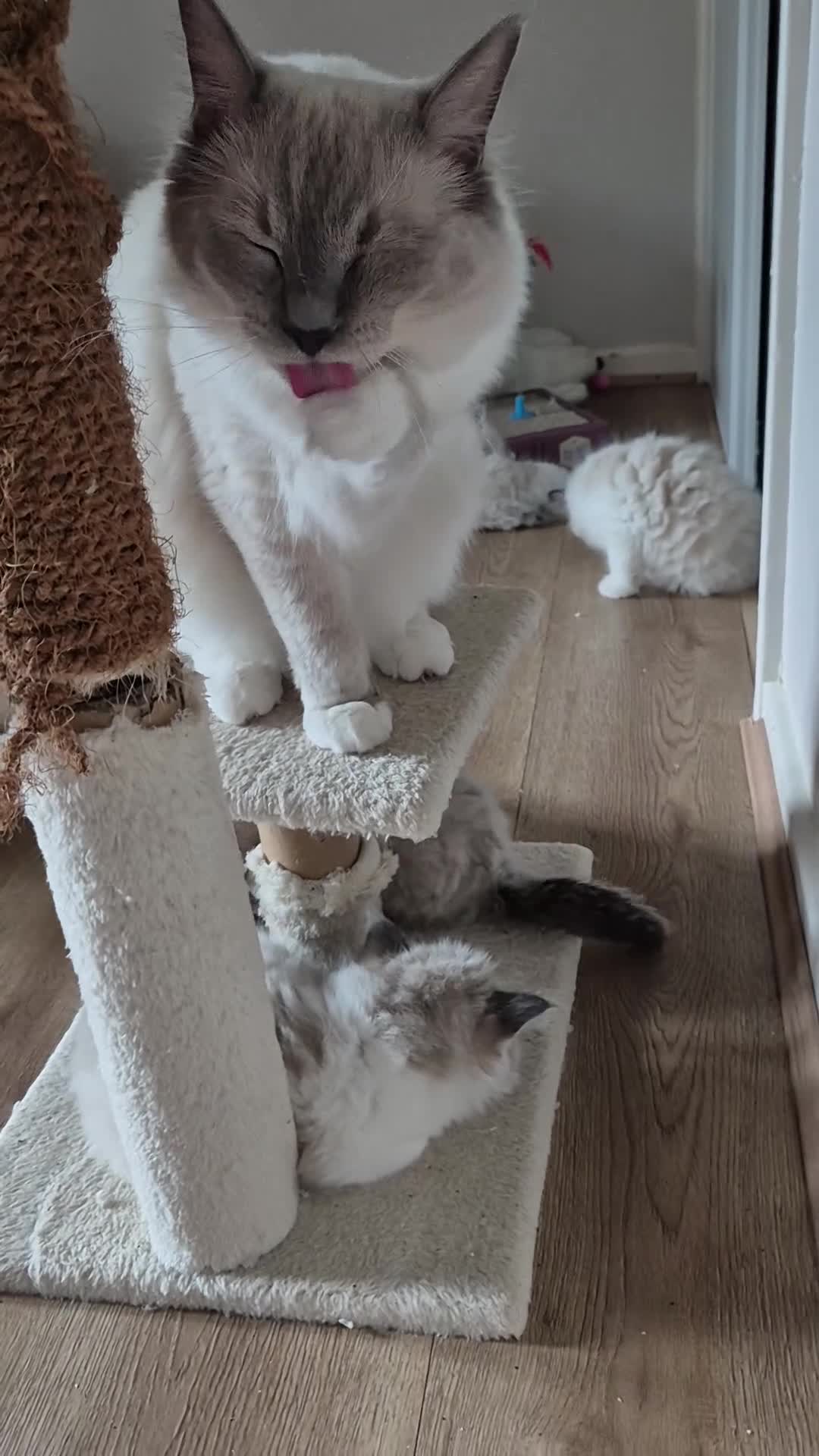 Ragdoll cats for sale: Purebreed Ragdolls - Video 1