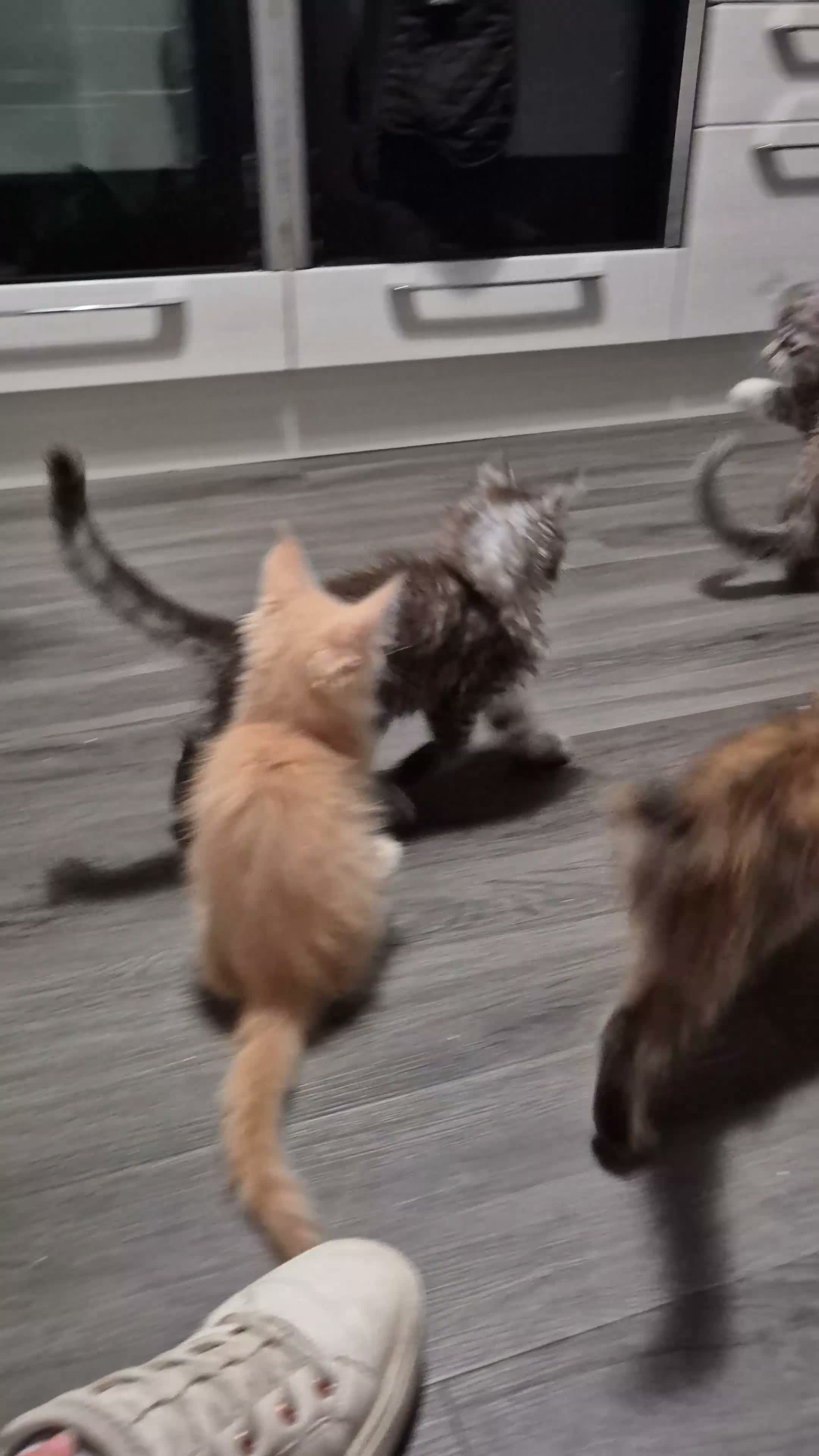 Maine Coon cats for sale: Beautiful, well handled Maincoon kittens  - Video 1