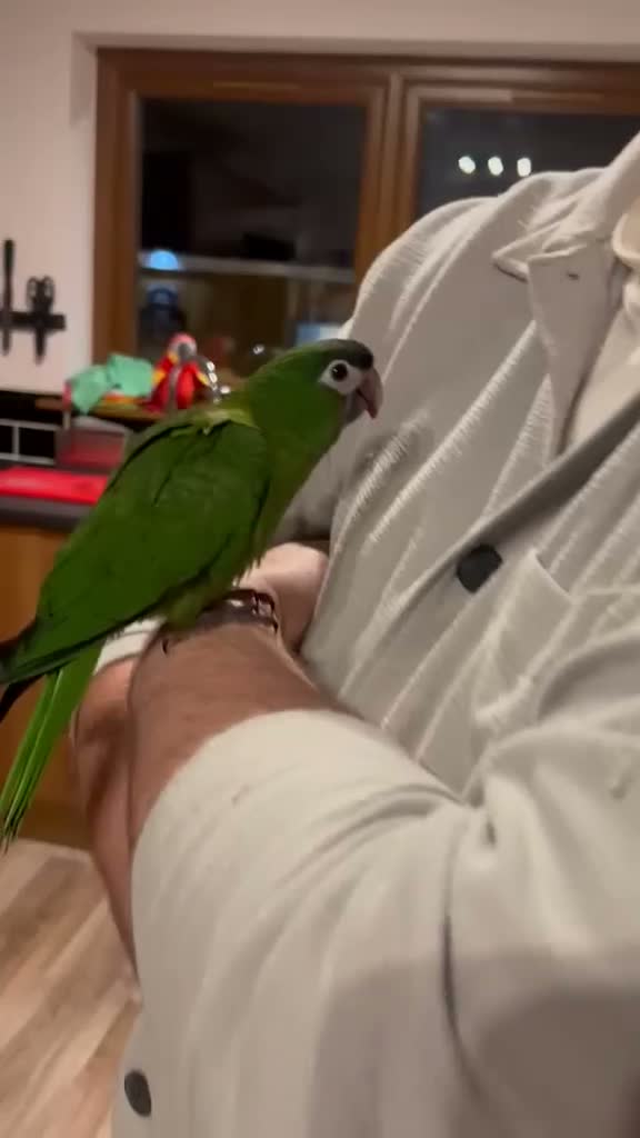 Macaws birds for sale: Hand reared silly tame hahns macaw  - Video 1