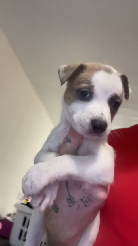 Mixed Breed dogs for sale: belgian malinois - Video 1