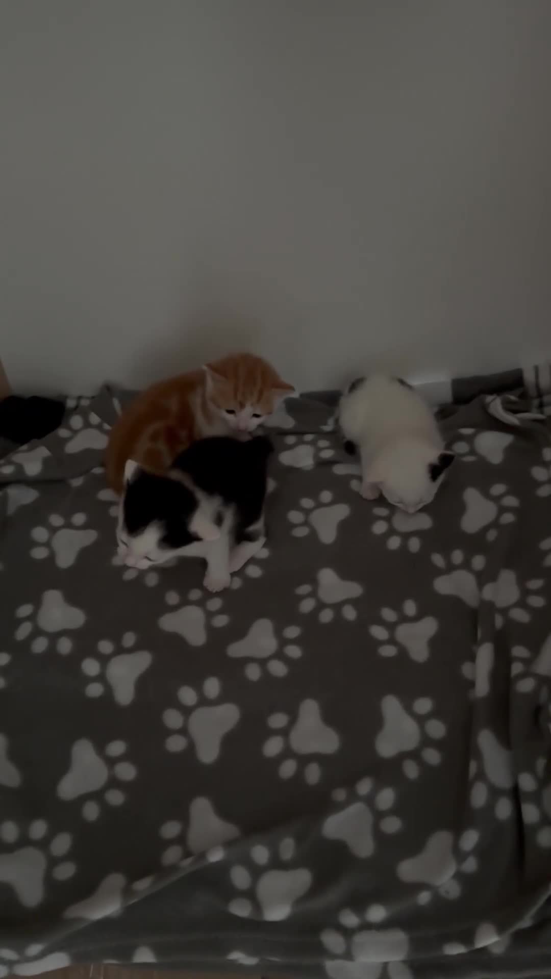Mixed Breed cats for sale: Three adorable kittens  - Video 1