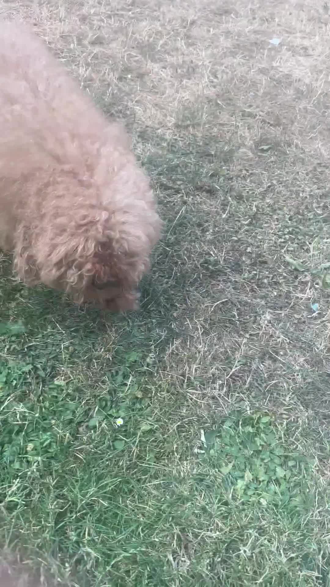 Toy Poodle dogs for stud: Toy poodle for stud  - Video 1