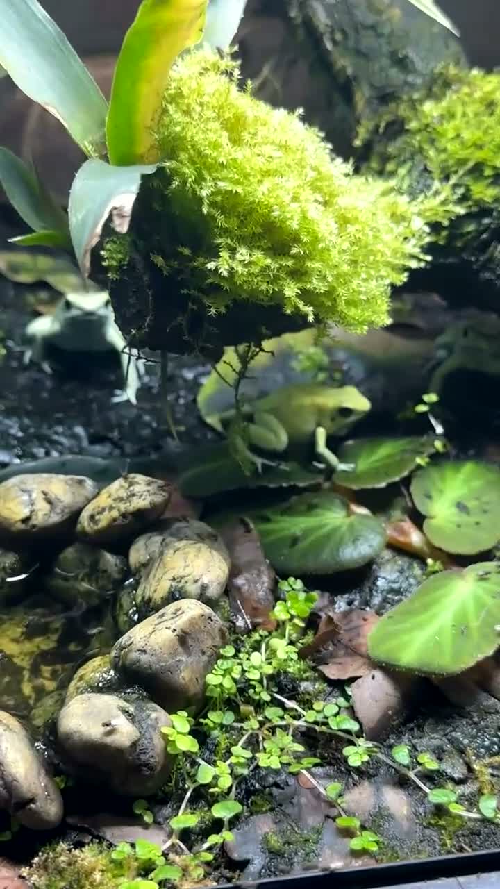 Frog reptiles for sale: Trio of Phyllobates Terribilis in Leek - Video 2