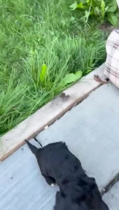 Cockapoo dogs for sale: Cockapoo puppies - Video 1