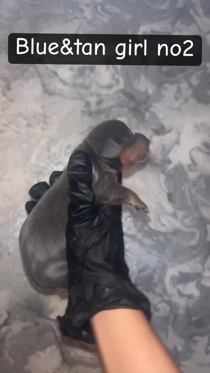 Miniature Dachshund dogs for sale: 5 KC REG TOP BLOODLINE mini dachshunds🔥 - Video 4