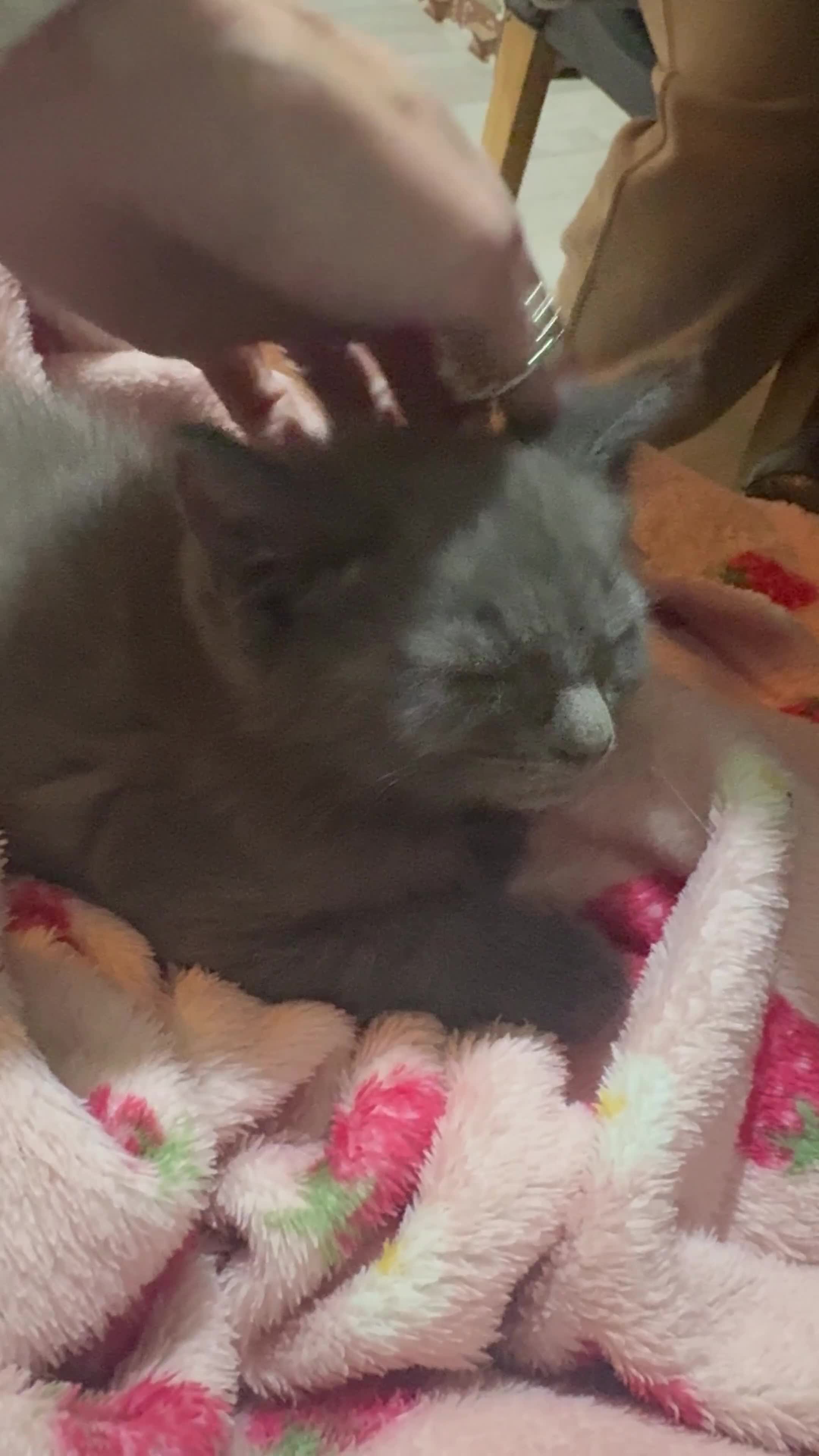 Ragdoll cats for sale: Solid Grey Ragdoll Boy  - Video 1