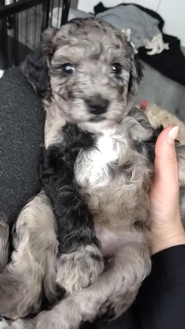 Poochon dogs for sale: Poochons💥 2 Beauties READY TO LEAVE NOW 💥  - Video 1