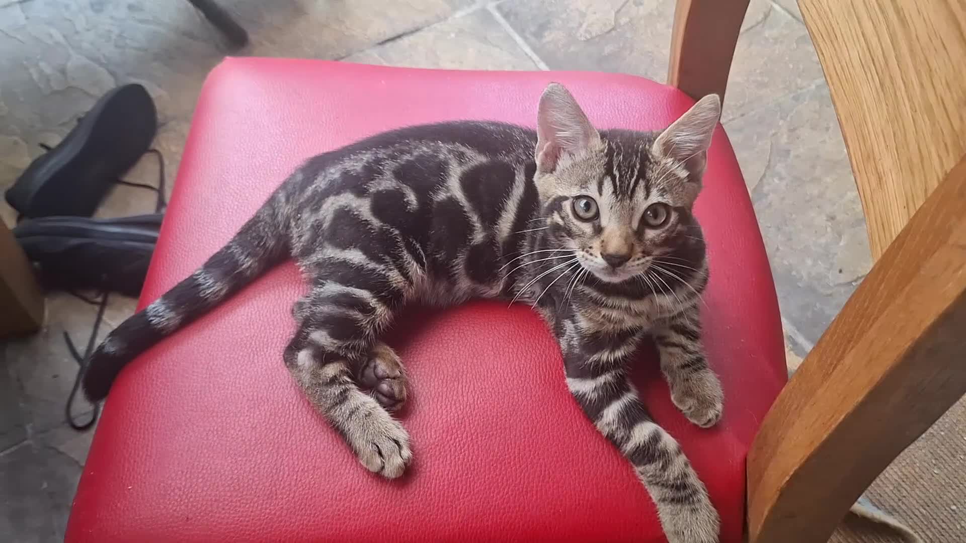 Bengal cats for sale: ❤️ Outstanding TICA Registered Bengal Kittens ❤️ - Video 2